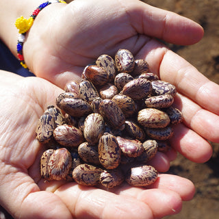 Jamaican Black Castor Oil Original